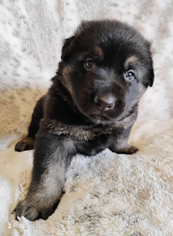 black and tan – German Shepherd Dog puppy for sale in Litchfield, MI
