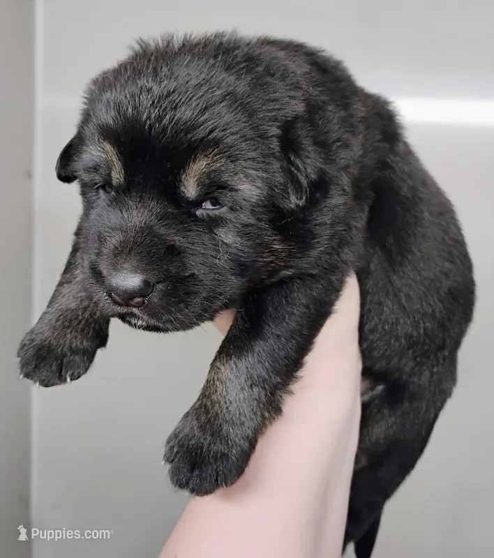 black and tan – German Shepherd Dog puppy for sale in Litchfield, MI