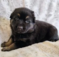 black and tan, a female German Shepherd Dog for sale in Litchfield, MI – Photo 6 of 8