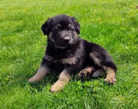 black and tan, a female German Shepherd Dog for sale in Litchfield, MI – Photo 1 of 8