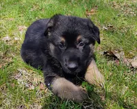 black and tan, a female German Shepherd Dog for sale in Litchfield, MI – Photo 3 of 8