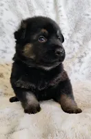 black and tan, a female German Shepherd Dog for sale in Litchfield, MI – Photo 7 of 8