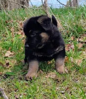 black and tan, a female German Shepherd Dog for sale in Litchfield, MI – Photo 2 of 8