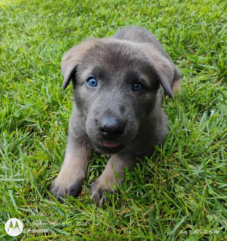 Blue sable male – German Shepherd Dog puppy for sale in Litchfield, MI