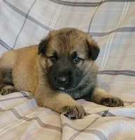 sable female, a female German Shepherd Dog for sale in Litchfield, MI – 2 of 3