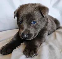 Solid blue female, a female German Shepherd Dog for sale in Litchfield, MI – Photo 1 of 2