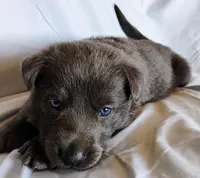 Solid blue female, a female German Shepherd Dog for sale in Litchfield, MI – Photo 2 of 2