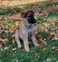sable female, a female German Shepherd Dog for sale in Litchfield, MI – 5 of 8