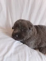 blue sable female, a female German Shepherd Dog for sale in Litchfield, MI – 2 of 2
