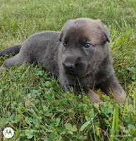 Blue sable male, a male German Shepherd Dog for sale in Litchfield, MI – 3 of 3