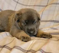 blue sable female, a female German Shepherd Dog for sale in Litchfield, MI – 3 of 3