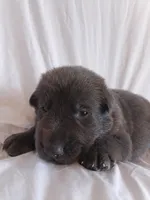 blue male , a male German Shepherd Dog for sale in Litchfield, MI – 2 of 2