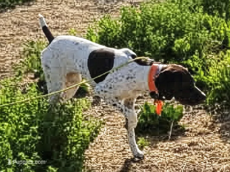 Scout – German Shorthaired Pointer puppy for sale in Anaheim, CA