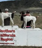 Scout, a female German Shorthaired Pointer for sale in Anaheim, CA – Photo 2 of 4