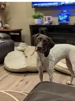 Scout, a female German Shorthaired Pointer for sale in Anaheim, CA – Photo 3 of 4