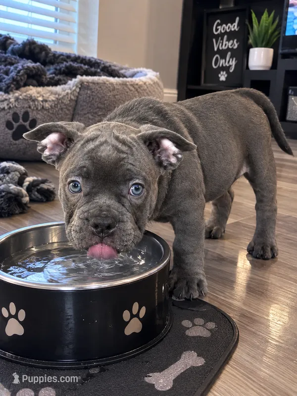 Bluey – American Bully puppy for sale in Washington, DC