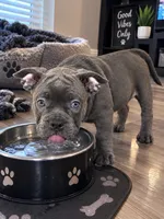 Bluey, a male American Bully for sale in Washington, DC – 1 of 2