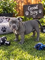 Bluey, a male American Bully for sale in Washington, DC – 2 of 2