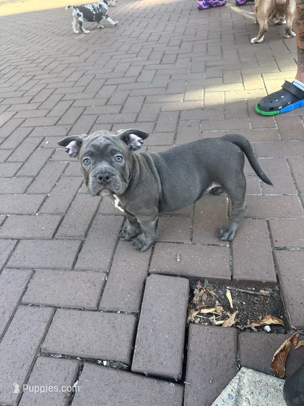 Jim bob – American Bully puppy for sale in Washington, DC