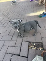 Jim bob, a male American Bully for sale in Washington, DC – 1 of 2