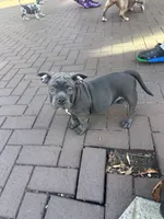 Jim bob, a male American Bully for sale in Washington, DC – 2 of 2