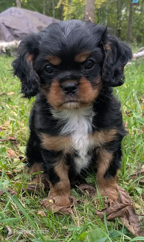 Roderick "Ike" – Cavalier King Charles Spaniel puppy for sale in Brook Park, MN