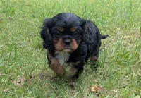 Roderick "Ike", a male Cavalier King Charles Spaniel for sale in Brook Park, MN – 2 of 3