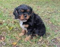 Roderick "Ike", a male Cavalier King Charles Spaniel for sale in Brook Park, MN – 3 of 3