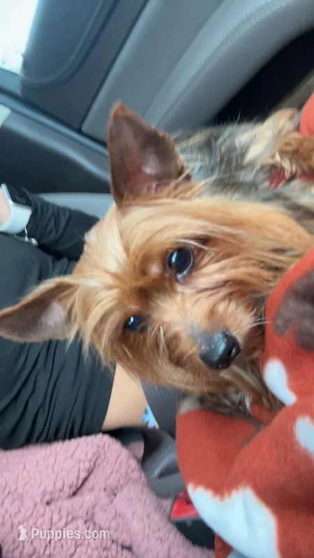 Benji – Yorkshire Terrier puppy for sale in Janesville, WI