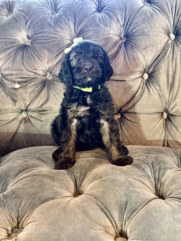 Light Green – Goldendoodle puppy for sale in Newberry, SC