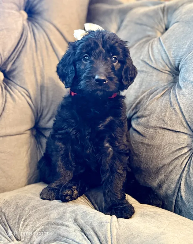Red – Goldendoodle puppy for sale in Newberry, SC