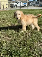 Beige, a female Goldendoodle for sale in Newberry, SC – 4 of 4