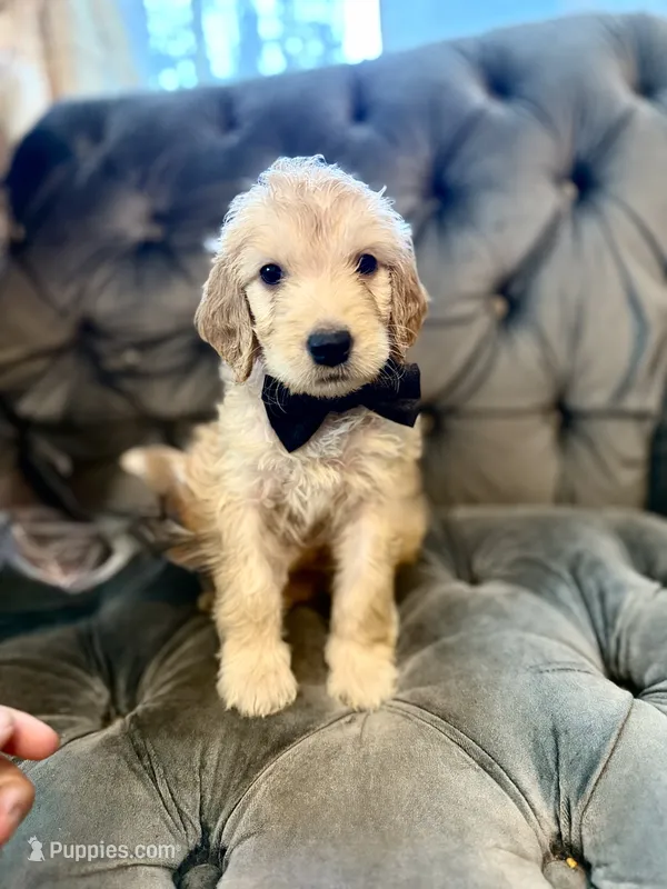 Orange – Goldendoodle puppy for sale in Newberry, SC
