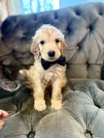 Orange, a male Goldendoodle for sale in Newberry, SC – 1 of 1