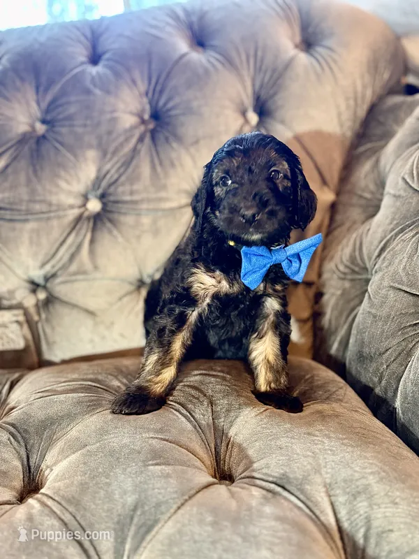 Yellow – Goldendoodle puppy for sale in Newberry, SC
