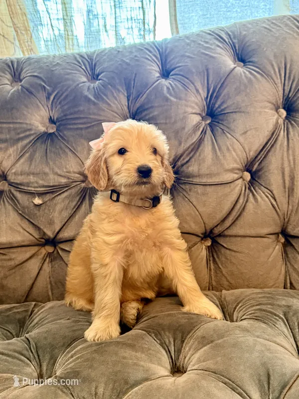 Beige – Goldendoodle puppy for sale in Newberry, SC