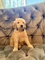 Beige, a female Goldendoodle for sale in Newberry, SC – 1 of 1