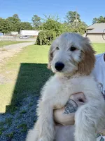Beige, a female Goldendoodle for sale in Newberry, SC – 2 of 4