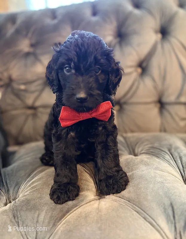 Pink – Goldendoodle puppy for sale in Newberry, SC