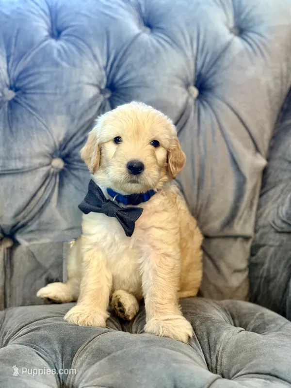 Dark Blue – Goldendoodle puppy for sale in Newberry, SC