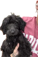 Red, a female Goldendoodle for sale in Newberry, SC – 2 of 3