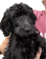 Red, a female Goldendoodle for sale in Newberry, SC – 3 of 3