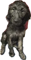 Light Green, a female Goldendoodle for sale in Newberry, SC – 4 of 6