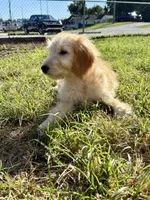 Beige, a female Goldendoodle for sale in Newberry, SC – 3 of 4