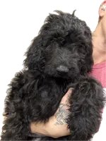 Pink, a male Goldendoodle for sale in Newberry, SC – 3 of 3