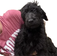 Black, a male Goldendoodle for sale in Newberry, SC – 2 of 2