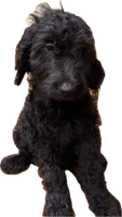 Pink, a male Goldendoodle for sale in Newberry, SC – 2 of 3