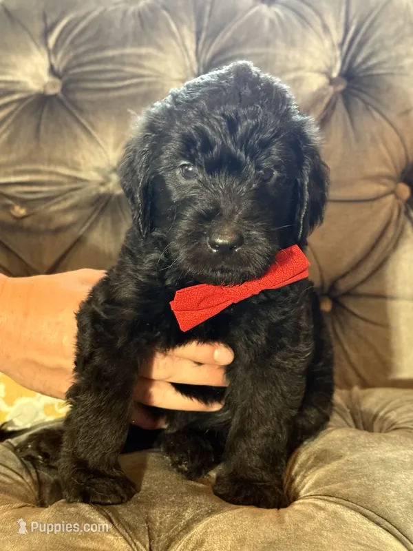 Black – Goldendoodle puppy for sale in Newberry, SC