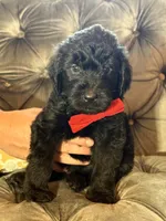 Black, a male Goldendoodle for sale in Newberry, SC – 1 of 1