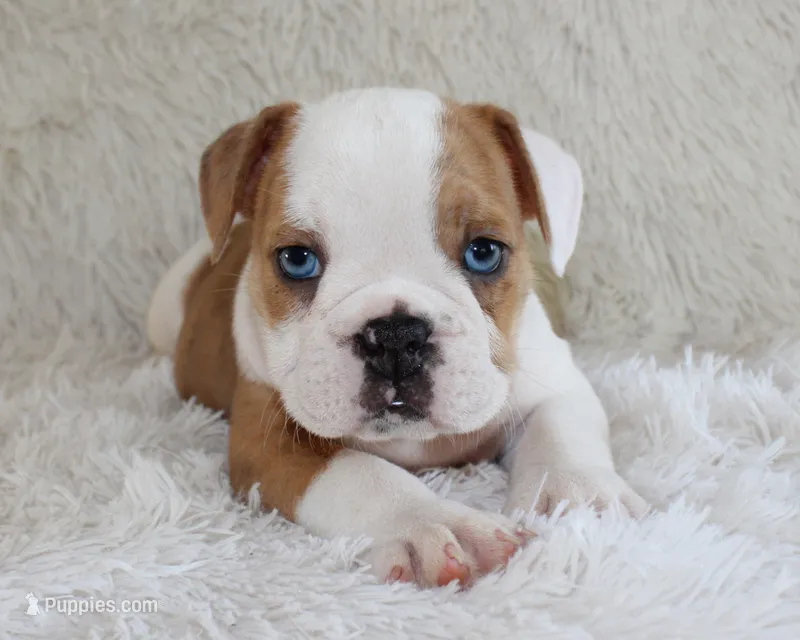 Henry – English Bulldog puppy for sale in Shipshewana, IN